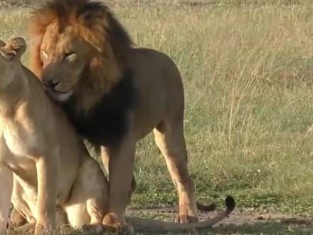 剑齿虎犬牙长20厘米,张开嘴形成120度角,它是如何捕猎呢?