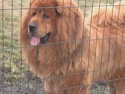 狗会害怕屠夫手里的刀,野狼遇到屠夫也会害怕吗?#野狼 #神奇动物 #动物世界 #藏獒 #动物世界