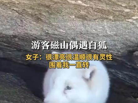 游客#烟台 磁山偶遇白狐 女子:很漂亮很温顺很有灵性 围着我一直转 #白狐 #狐狸