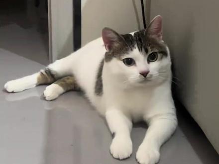 来宝,你一定会幸福的#来宝 #感人 #老人 #故事 #猫咪