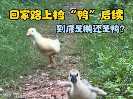 我看看是谁还没有拥有自己的可爱小鹅呀?可以来看看我的🤭 #小鹅仔 #我的乡村生活 #青年创作者成长计划 #00后创业