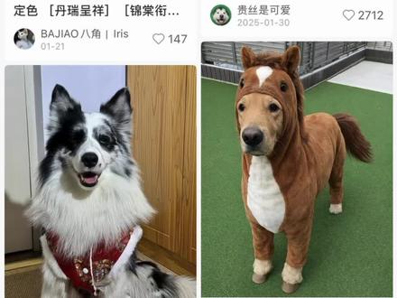 给犬子手搓了了件新年战袍
#狗子成精了 #狗狗 #狗狗新年衣服 #拜年 #DIY