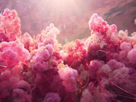 地球可能真的不需要人类 #自然奇观 #保护环境