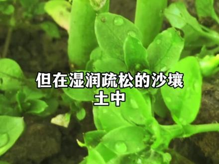 皇帝菜茼蒿 了解下皇帝菜,茼蒿的种植方法和食用价值#茼蒿 #种植小技巧 #科普一下 #种菜 #创作者伙伴计划