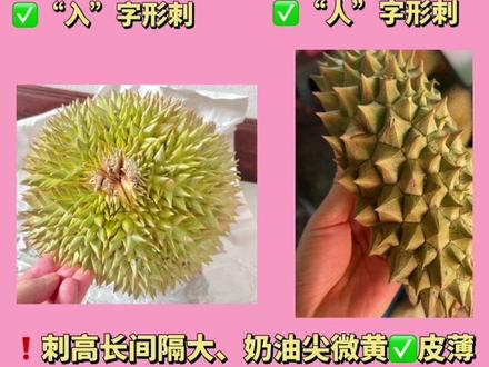金枕榴莲奶油尖尖薄皮大法~挑榴莲攻略。#榴莲 #金枕榴莲 #教你挑榴莲#挑榴莲攻略