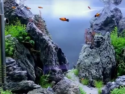 鱼缸一个月要多少电费#养鱼日记 #孔雀鱼 #草缸造景 #新手养鱼