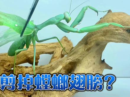 为什么剪掉螳螂的翅膀 非洲绿巨螳螂喂食 #非洲绿巨螳螂 #螳螂 #捕食