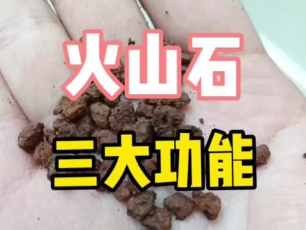 火山石不仅可以当过滤材料还能调节水质#水族 #养鱼 #火山石