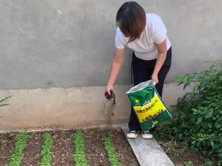 看我种的菜撒了#羊粪有机肥 后长的多好#纯羊粪 #有机肥 #蔬菜种植 #种植小技巧