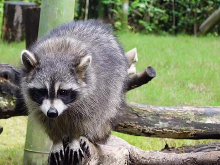 【哈库那—动物科普】小浣熊:属哺乳纲食肉目浣熊科的一种动物。源自北美洲,因其食前要将食物在水中洗濯,故名浣熊(注:“浣”字普通话拼音为huàn。另外,小浣熊和小熊猫不属于同种动物,两者有很大差别。)#神奇动物在抖音 #敬畏自然