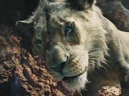 木法沙当选国王 塔卡改名为刀疤#狮子王#每日推荐电影