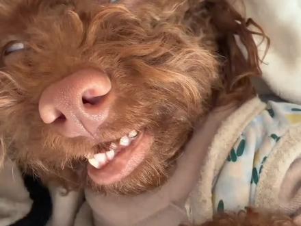 喜欢到处乱蹭的家伙 #泰迪 #泰迪毛毛成精 #狗狗 #萌宠 #真实生活分享计划