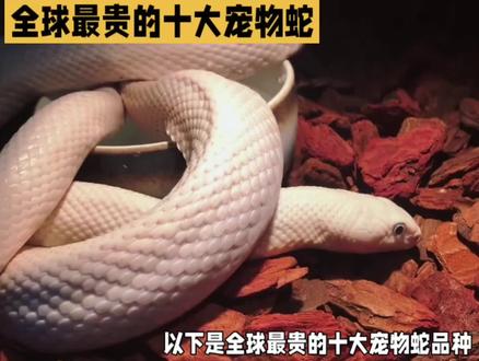 全球最贵十大宠物蛇:哪种最吸引你 #爬宠 #爬行动物 #蜥蜴 #宠物蛇 #蛇 #家有爬宠 #粉丝1000万 #毒蛇 #眼镜蛇