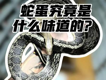 蛇蛋真的很好吃!!!宫廷御宴#健身饮食 #宠物蛇 #黑王蛇 #牛蛇 #新手养蛇
