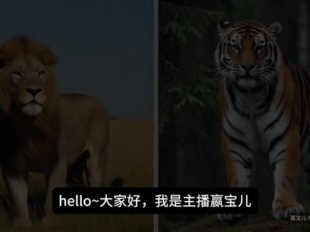 狮子单挑老虎,谁输谁赢?