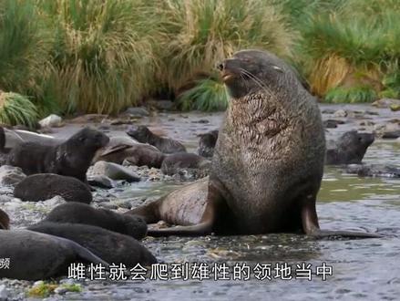 “肾王”海狗!连续45天,一天能交配30次,连企鹅都不放过!