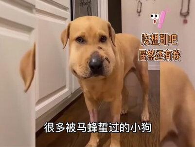 蜜蜂小狗火成网红,网友:太火了奖励一只小蜜蜂 #狗