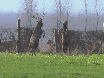 麋鹿起源于中国,却在本地彻底消失,后历经坎坷回归家乡!#麋鹿