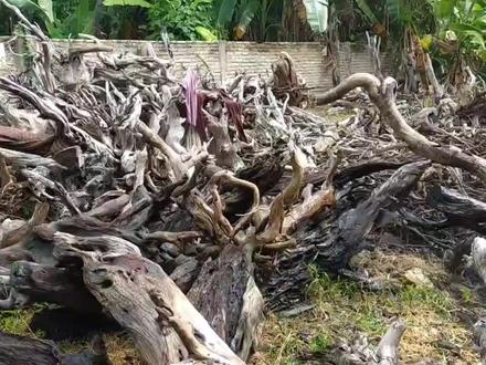 内容过于实在,鱼缸造景沉木,原来是这么回事