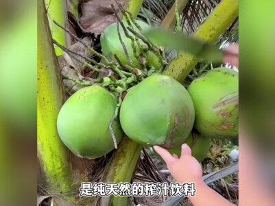 315第一锤打向了椰子水!以为是纯天然饮料,结果是糖水兑香精 #315 #椰子汁 #100椰子水