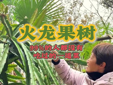我相信火龙果大家都吃过,但是99%的人都没吃过火龙果树#我的乡村生活 #云南 #火龙果 #美食