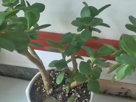 玉树掉叶子怎么办呢?这4个问题及时改正,越养越旺盛 #喜欢养花 #花草绿植 #玉树 #开花了 #养花我是认真的