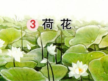 三年级下册语文《荷花》仿写.mp4 #课后小练笔 #范文 #三年级下册语文 #仿写课文