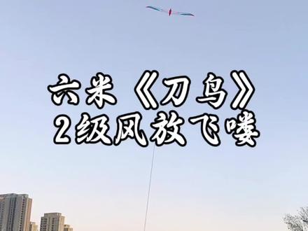 六米《刀鸟》#放风筝 #风筝#飞鱼风筝 #户外