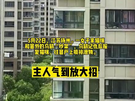 吵架记仇!乌鸫连续5天“撞”窗喷赃物报复猫咪,主人气到放大招#吵架 #鸟 #报复 #猫
