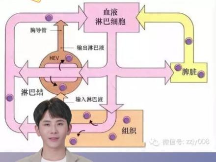 不明原因的颈部小包块是怎么一回事?
一觉醒来,耳朵后方颈部突然感受到疼痛,摸上去好像有“鼓包”。这种情况多见于淋巴结肿大。那是什么原因导致的?有没有危险?请听我细细道来#颈部包块 #淋巴结肿大 #医学科普
