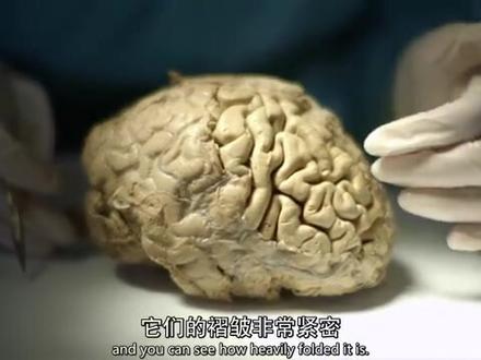 高分纪录片《是什么让人类如此不同》