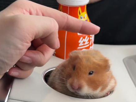 我们墩子就是萌妹的代表词#金丝熊日常#豆包ai