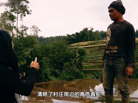 没见过这么胆大的啊!#动物世界 #一口气看完系列