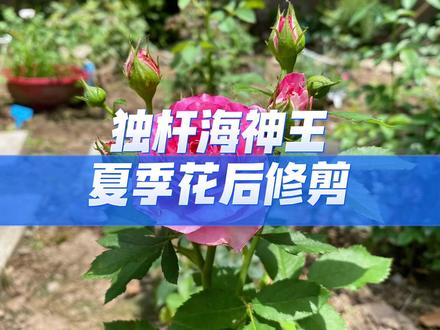 独杆海神王花后修剪#我的花园 #月季