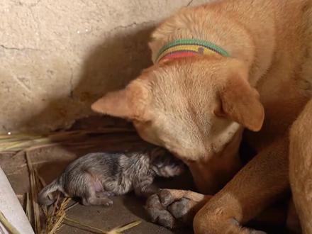 中华田园犬要生仔,来,起锅烧火 #中华田园犬