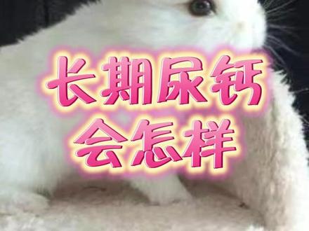 什么是尿钙?兔子长期尿钙会怎么样?兔子叫是怎么回事?#宠物兔的日常