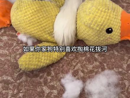 自从买了这个绳结玩具,我家狗自己一个人就这样抱着玩具躺沙发上,玩的根本停不下来#狗狗玩具 #萌宠好物 #新手养狗