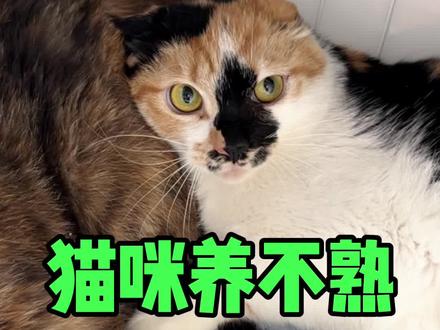 猫咪养不熟怎么办?都是泪的教训!#三花猫#流浪猫#暴躁翠花#田园猫#领养代替购买