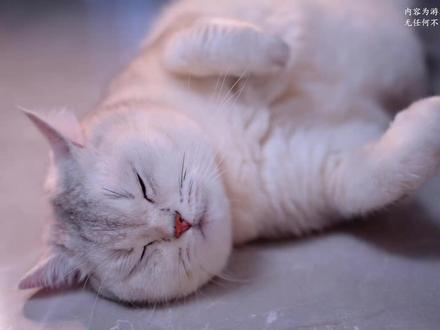 #萌宠嘉年华 #抖音热点 #萌宠