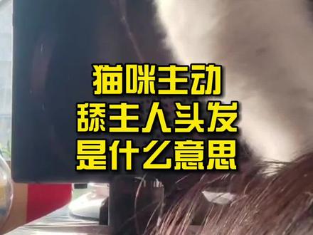 猫咪主动舔主人头发是什么意思?#宠物 #养猫新手 #养猫人 #科普知识