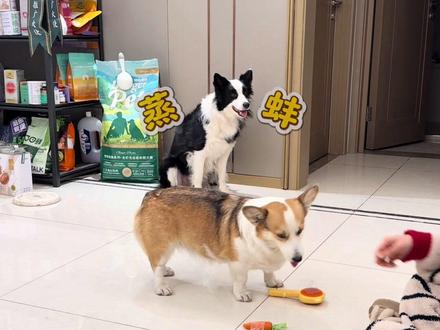 萝卜,蒸蚌! #柯基 #狗狗的心思都写在脸上了 #边牧