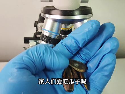 大家爱吃瓜子吗?大家知道瓜子吃多了对身体好吗? #显微镜 #实验 #显微镜下的世界 #微观世界 #瓜子