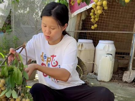 你见过龙眼树吗? #科普一下 #植物