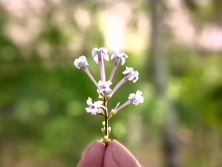 #匆匆那年乔然:如果这一朵丁香花灵验,我宁愿把我的幸福也送给她!