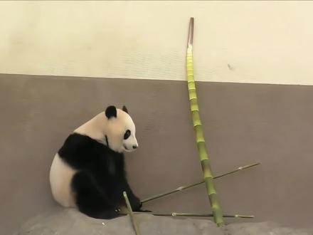 大熊猫对口感有多挑,看它吃竹子的步骤就知道了#国宝食材口感守护行动 #国宝美好生活计划