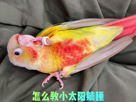 怎么教小太阳躺?看这里!
#鹦鹉 #萌宠 #神奇动物在抖音 #可爱到爆炸💥 #鹦鹉躺手教程 @抖音小助手 @DOU+小助手