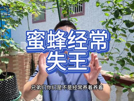 缺蜜季节中蜂经常失王是因为有意蜂来杀死中蜂王 #养蜂知识分享 #养蜂技术分享 #中蜂养殖 #养蜂真过瘾 #养蜂