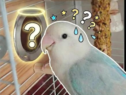 当我妈强行给我家鸟挂了繁殖箱……
#牡丹鹦鹉 #鹦鹉鹦鹉萌萌哒逗鹦鹉 #鹦鹉 #鹦鹉日常