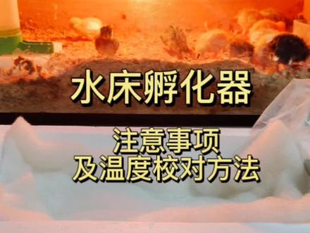 水床孵化器注意事项及温度校对方法#人工孵化 #水床孵化器#芦丁鸡#萌宠