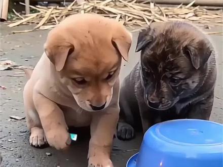 萌宠放鞭炮炸铁盆ai特效生成入口教程#剪映#ai猫咪放鞭炮#ai炮仗惊飞落顶盆#ai点鞭炮被盆盖头教程#动物搞笑视频